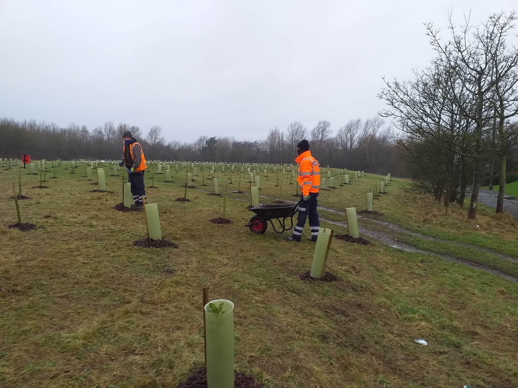 Photo contains 2 council workers planting trees in an open space
